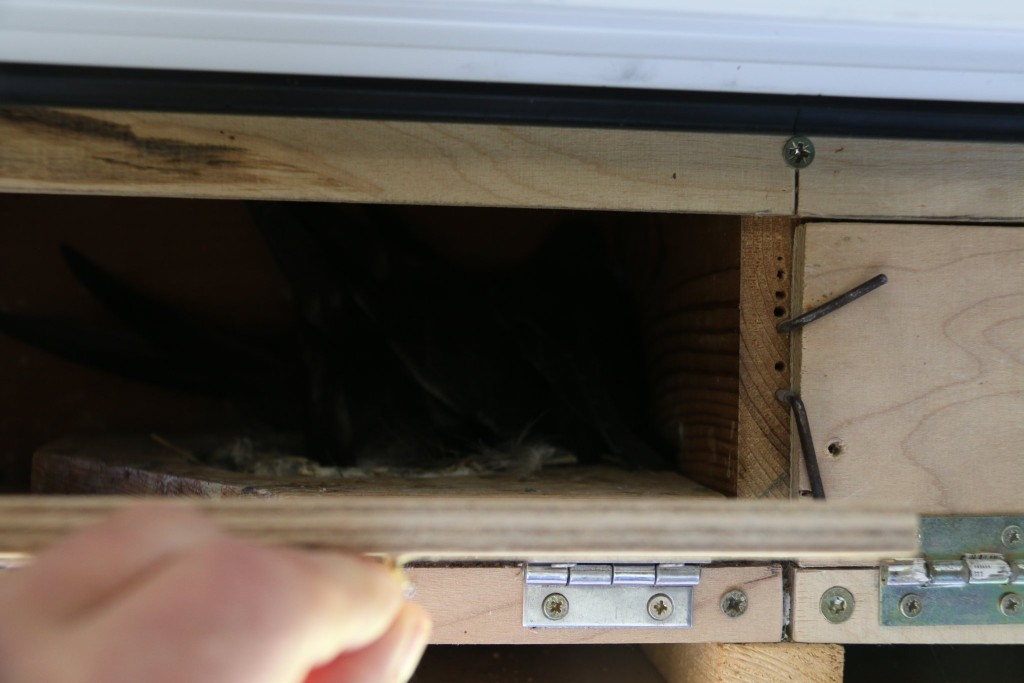 re.unten keine Insekten mehr da