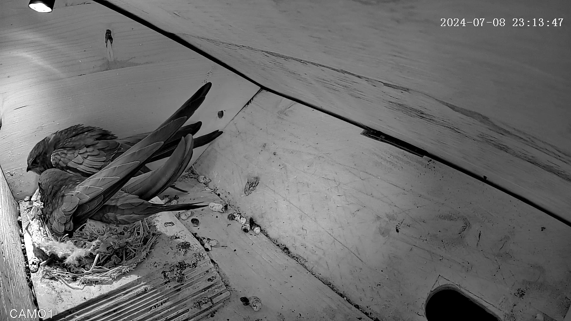 jetzt sind die Alten allein