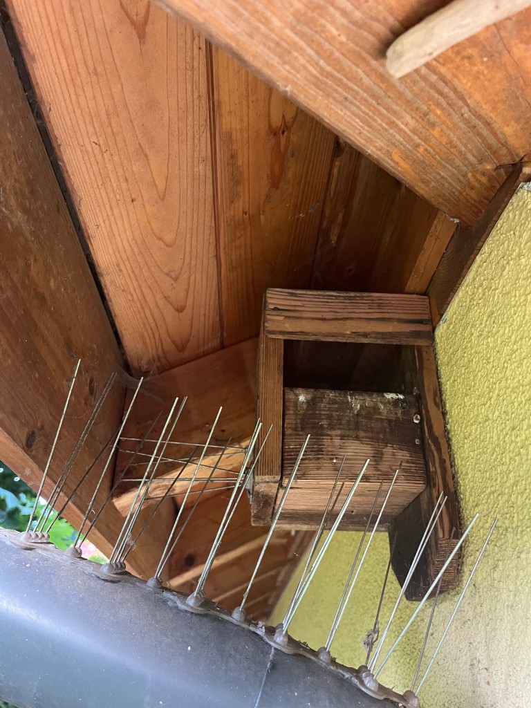Klassiker, geht normalerweise Haus- und  Gartenrotschwanz rein. Dieses Jahr 2. Rotkehlchen Brut