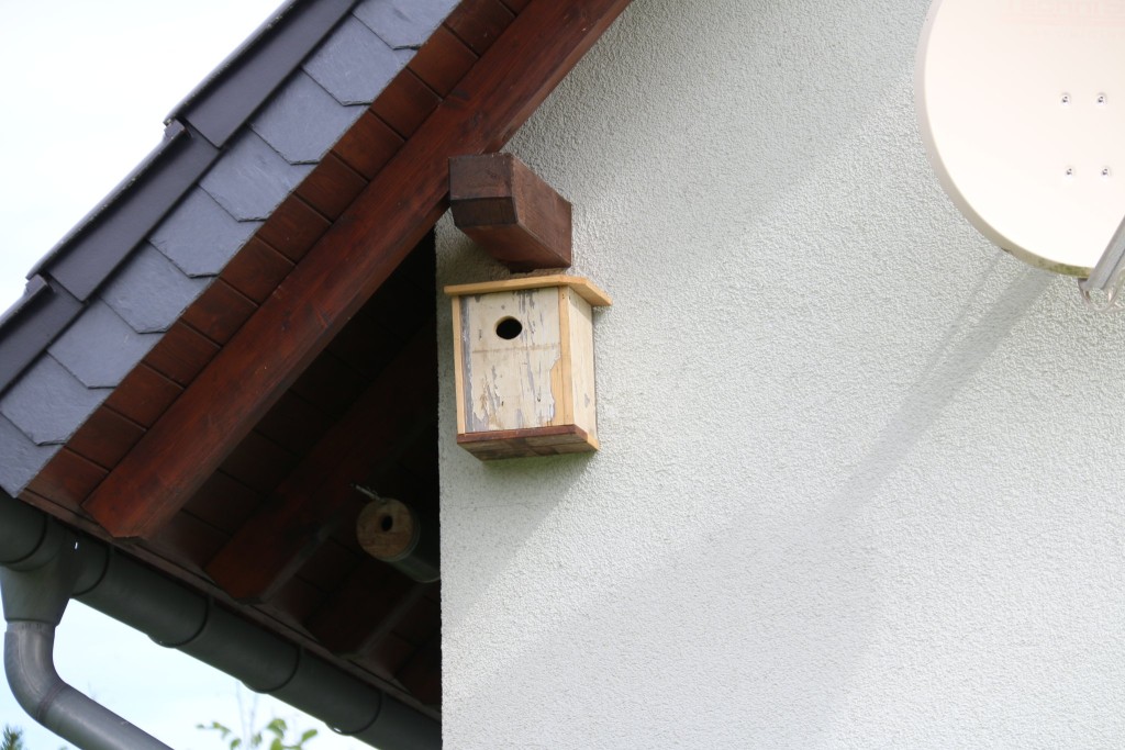 Starenkasten jetzt mit Spatzen besetzt