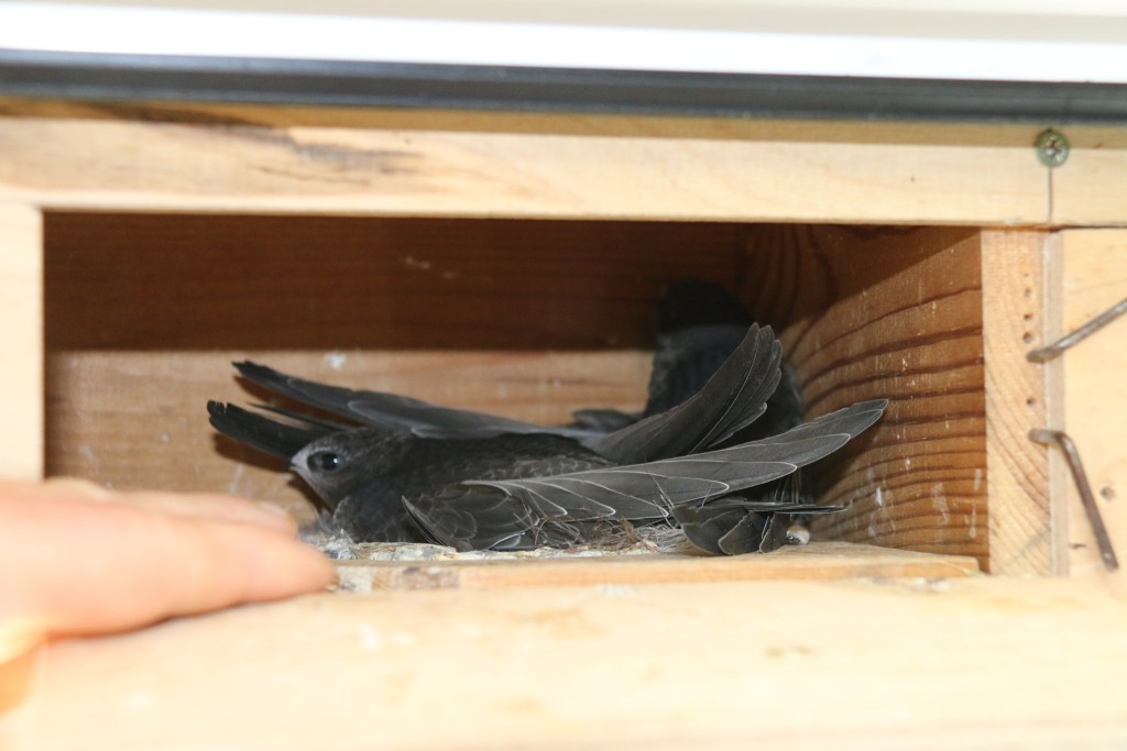 07.06. erstes Küken geschlüpft