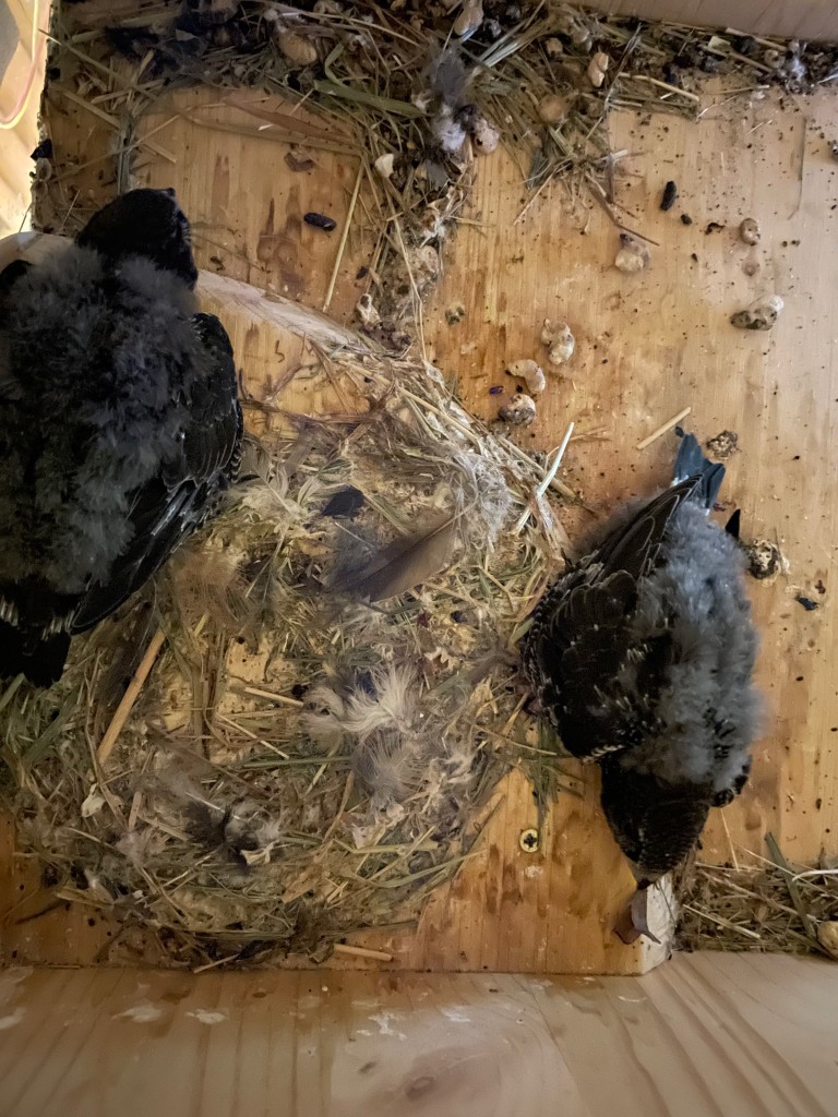 Zwei Juv. wegen Rücklage eines Eies ins Nest.