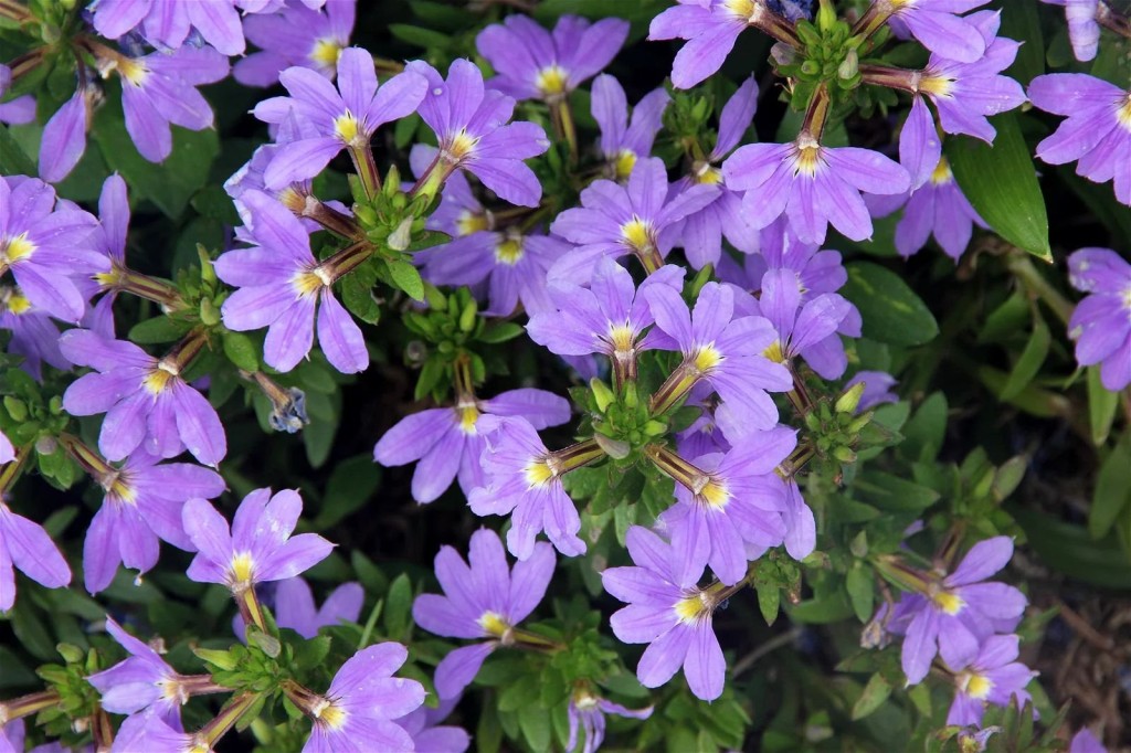 Fächerblume.jpg