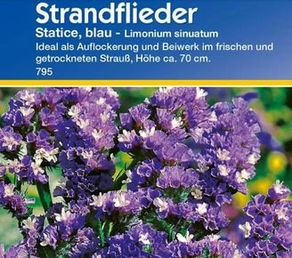 Strandflieder-m.jpg