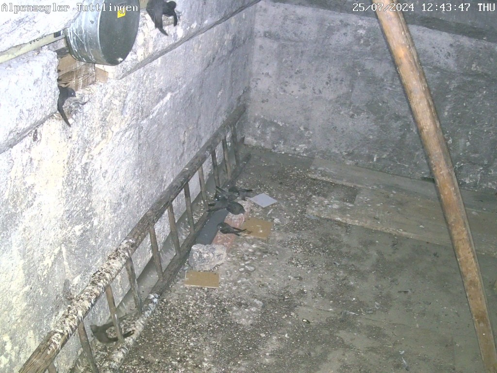 Alpensegler Tuttlingen-20240725_124346.jpg