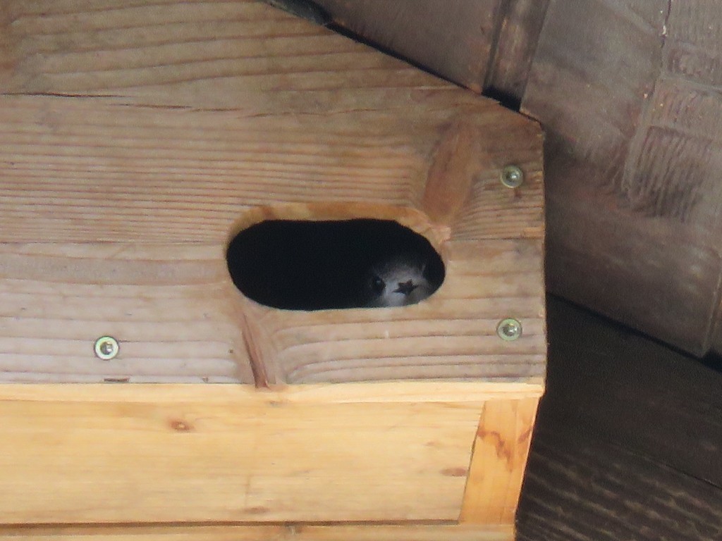 Erster Jungvogel überhaupt