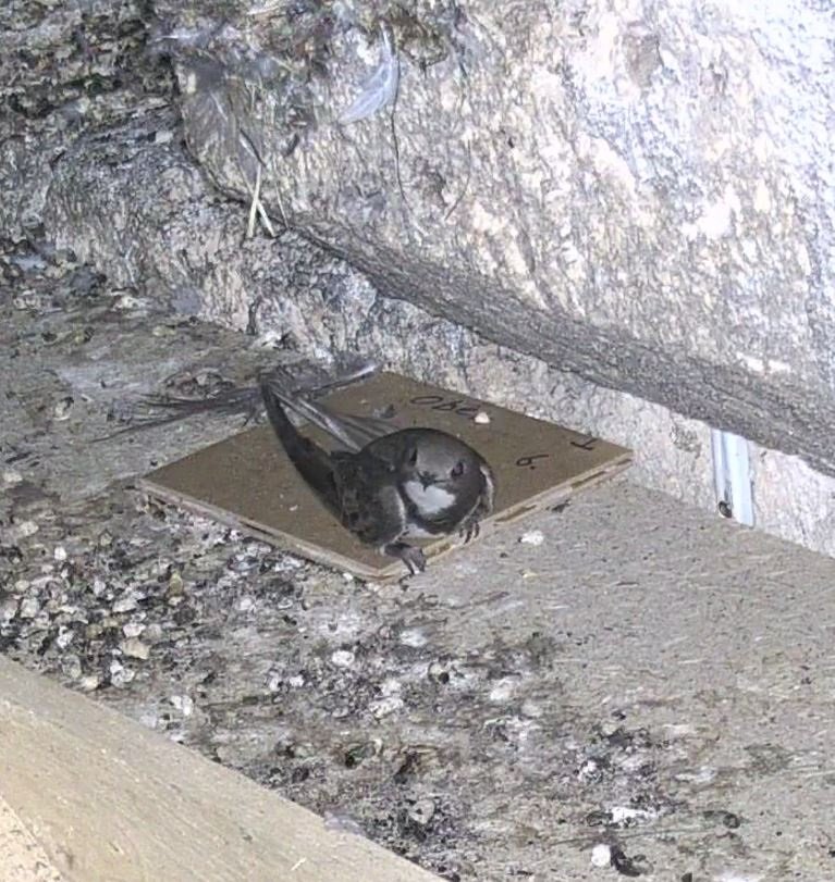 Segler auf falle.JPG