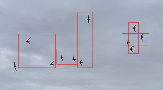 Paarflug.png
