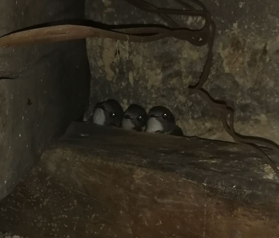 die drei vom Gebälk.JPG