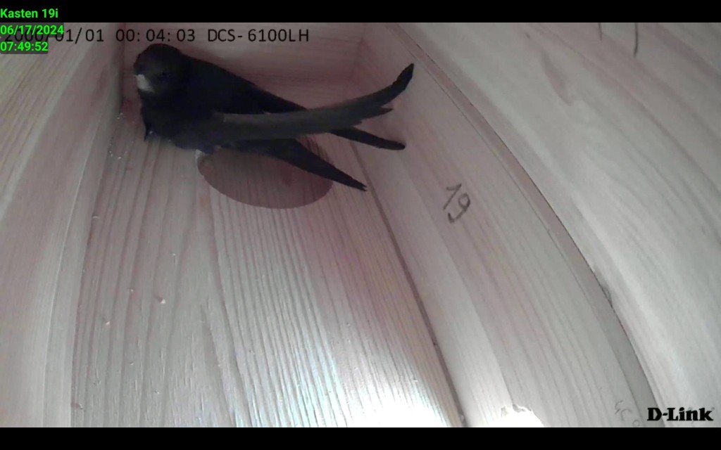 Screenshot_20240617_074952_IP Cam Viewer Lite.jpg