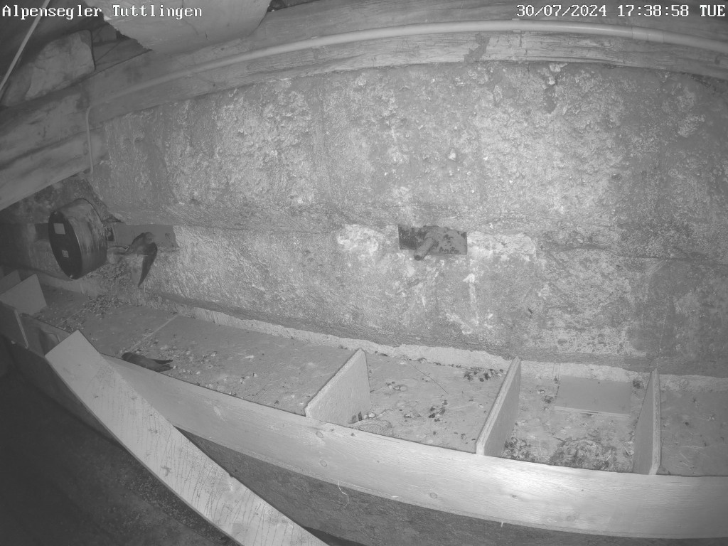Alpensegler Tuttlingen-20240730_173858.jpg