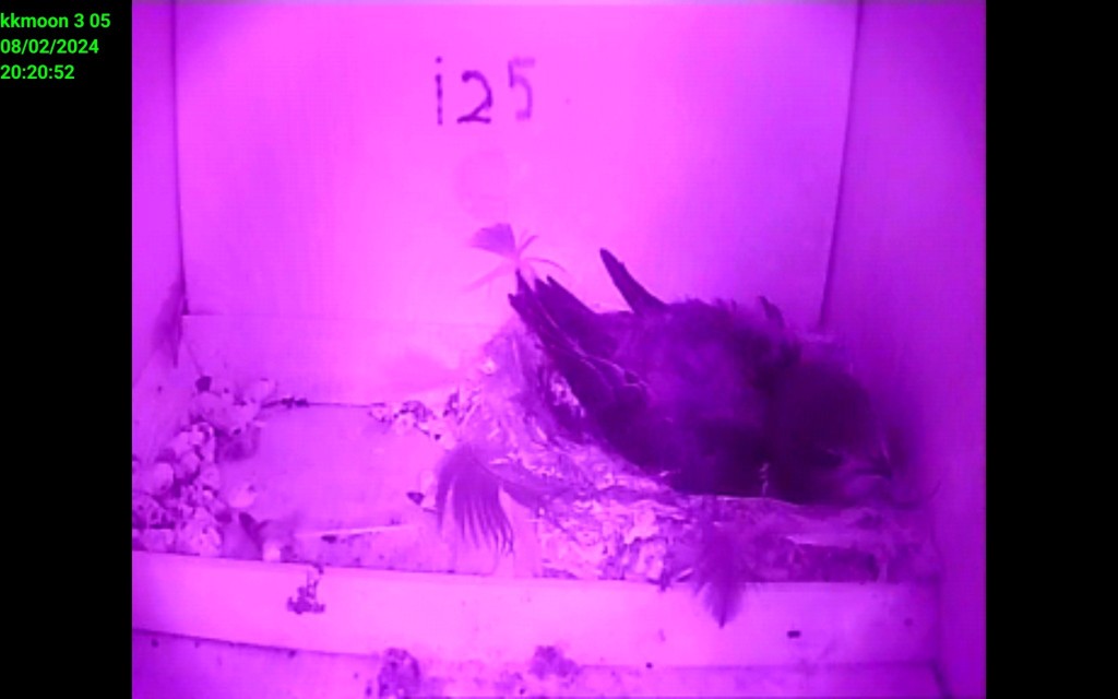 Screenshot_20240802_202052_IP Cam Viewer Lite.jpg