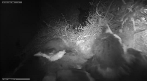 meisen im Schwegler.PNG