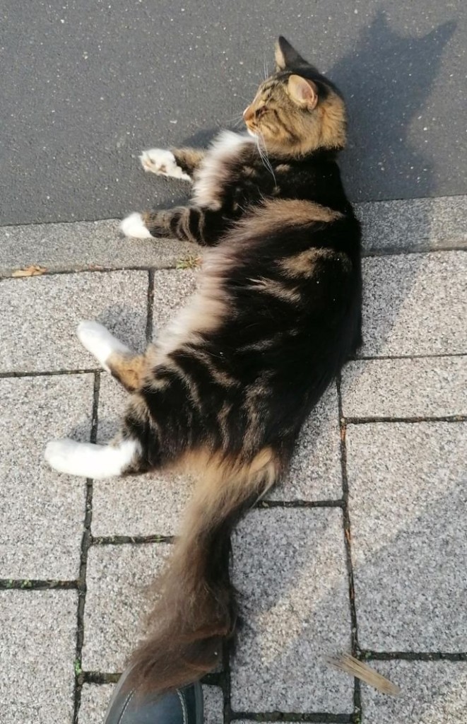 Katze-2024-09-18-B01a.jpg