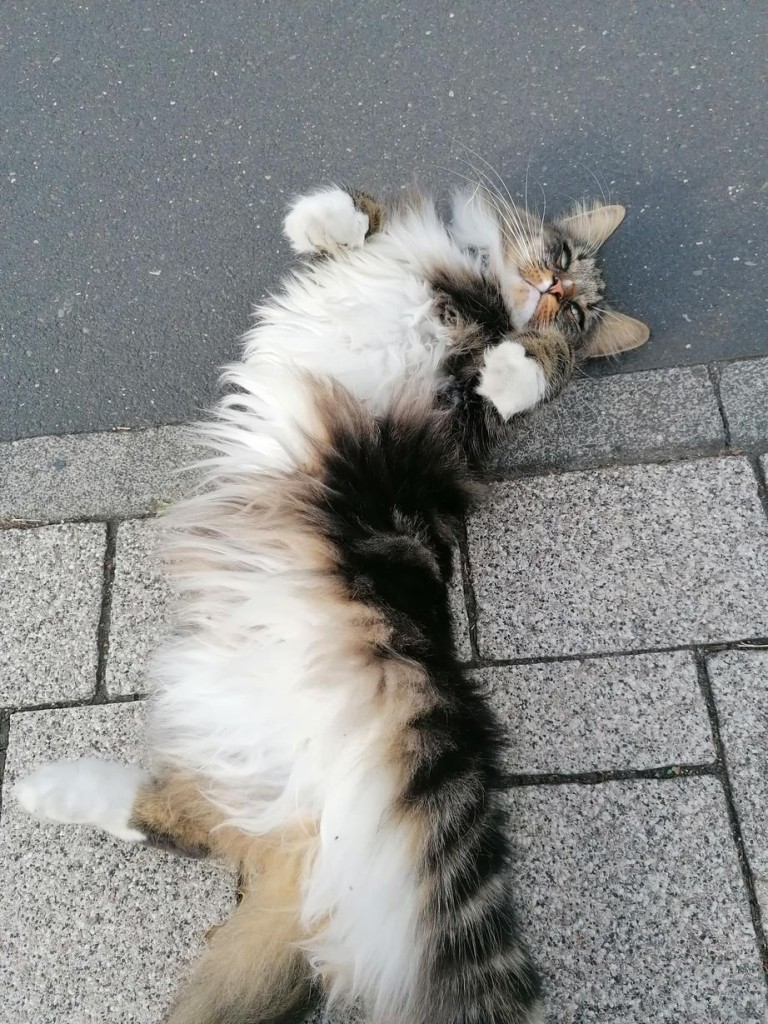 Katze-2024-09-18-B02b.jpg