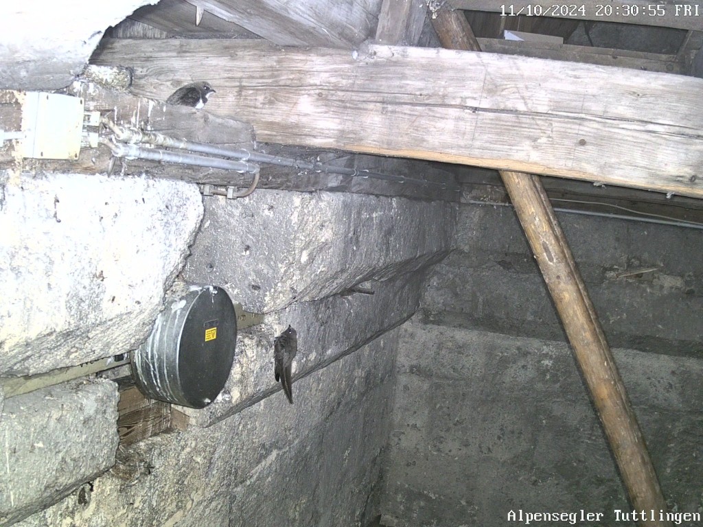 Alpensegler Tuttlingen-20241011_203056.jpg