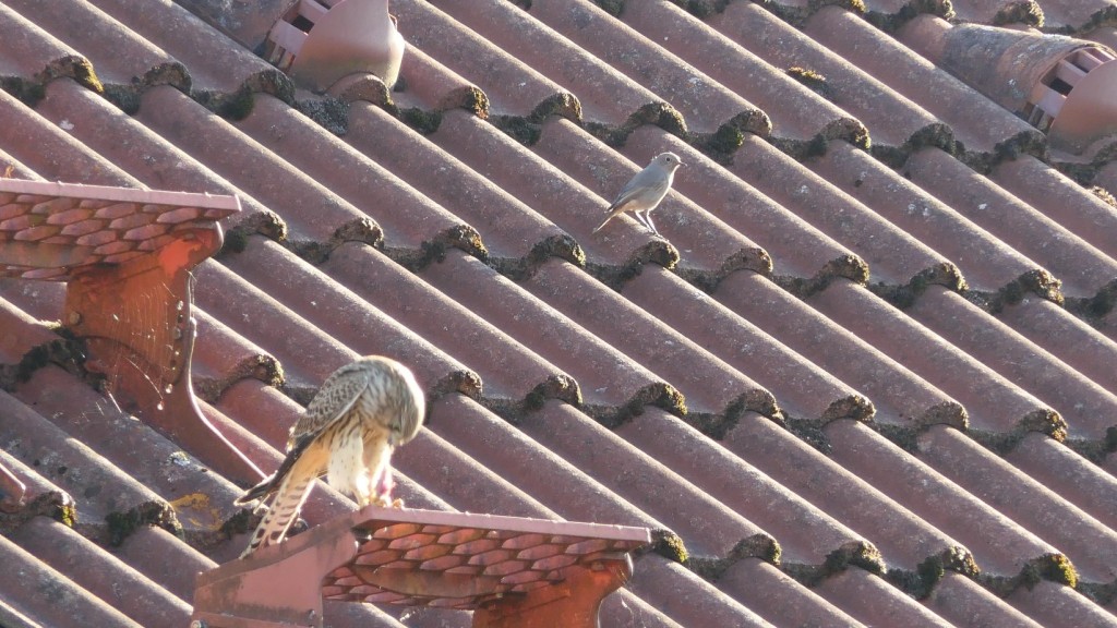 Turmfalke-Rotschwanz.jpg