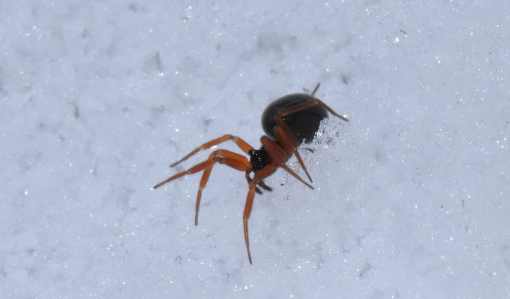 Aus der Nähe gesehen - eine kleine Schönheit