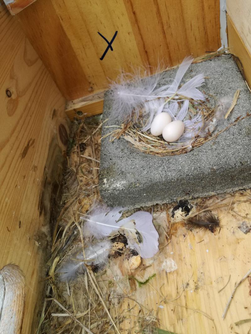 Altpaar - Vollgelege.jpg