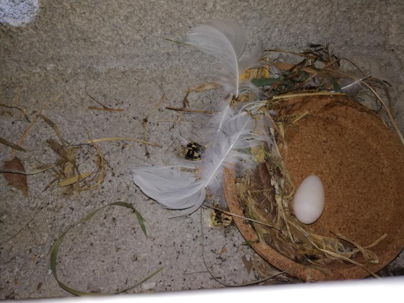 Zweites Paar - erstes Ei.jpg