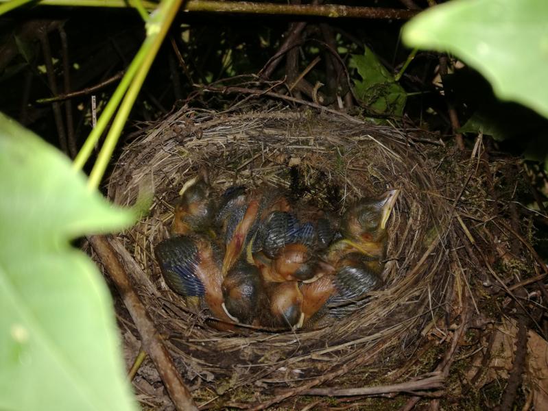 fünf hungrige Amselküken im Ahorn.jpg