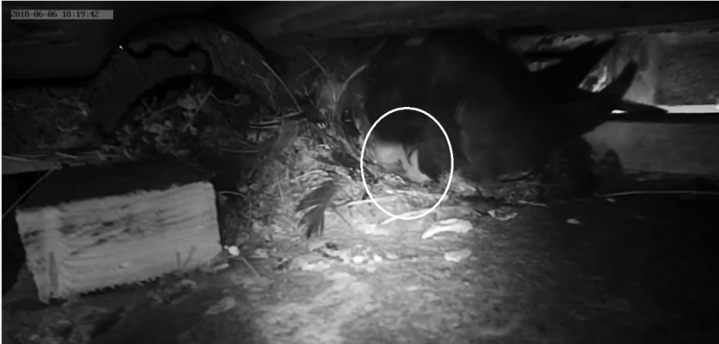 Erstes Küken 2018.PNG