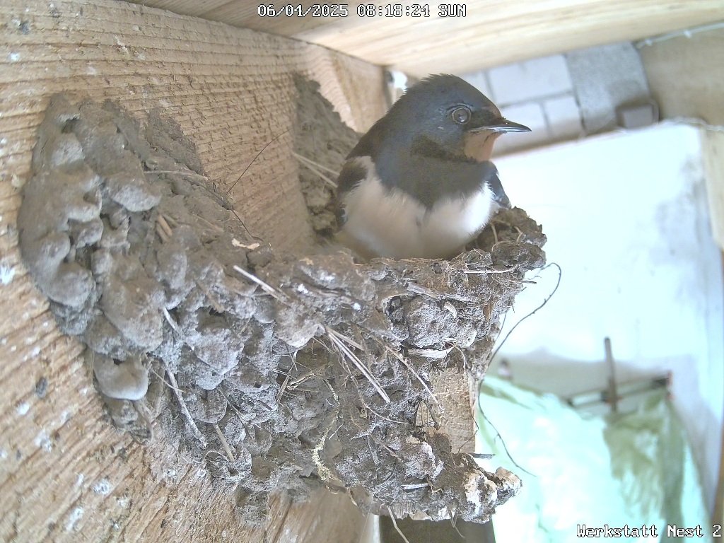 Werkstatt Nest 2_0_playback_1743922026866.jpg