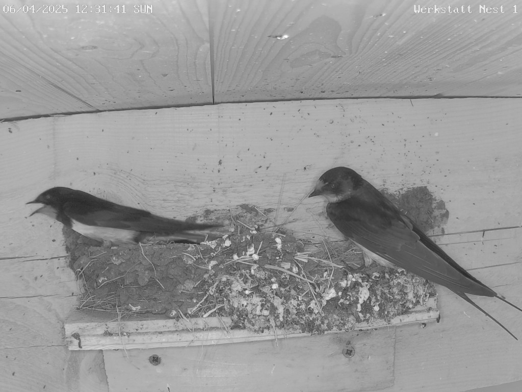 Werkstatt Nest 1_0_playback_1743935683411.jpg