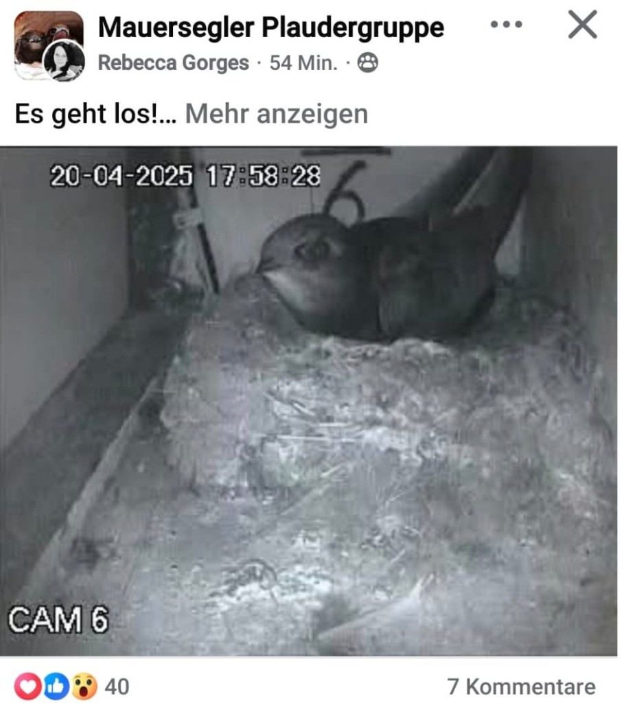 erster Mauersegler 2025 am 20.04. 17-58 Uhr gesichtet.jpg