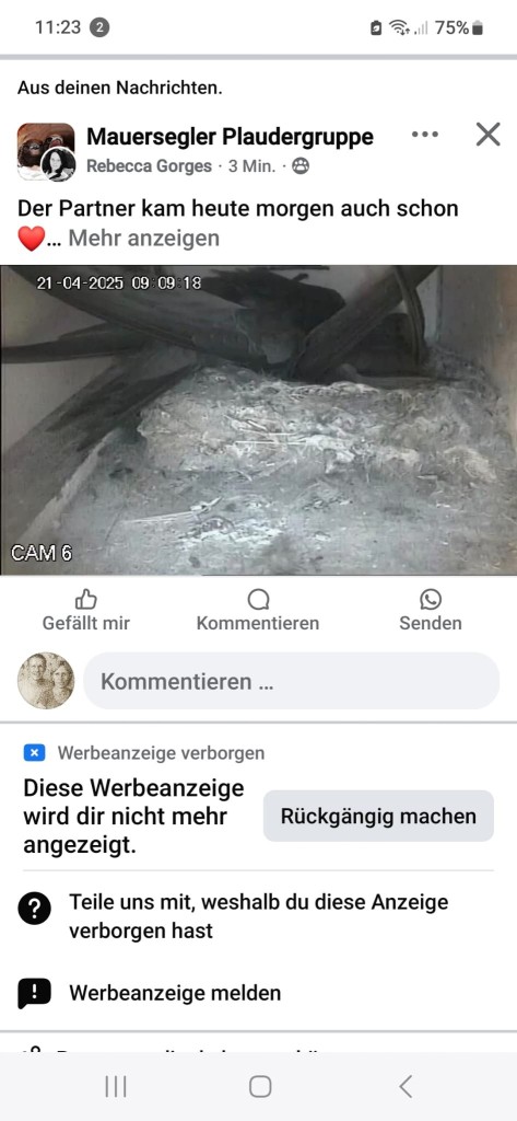 erster Mauersegler 2025 am 21.04..jpg