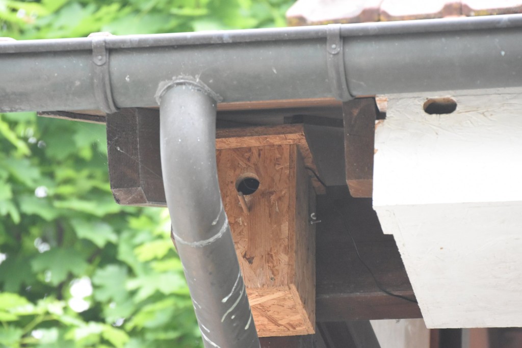 Hier noch einmal die der kleine Starenkasten mit seiner besonders schwierigen Lage für anfliegende Segler. Nicht nur das Fallrohr der Dachrinne stört, sondern auch die unter dem Einflug (für Stare) angebrachte Sitzstange verlangt präzise Flugmanöver