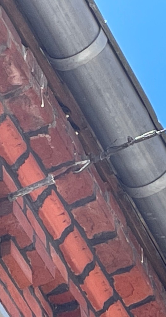 Gestern durch Duettrufe nach Segleranflug entdeckt .