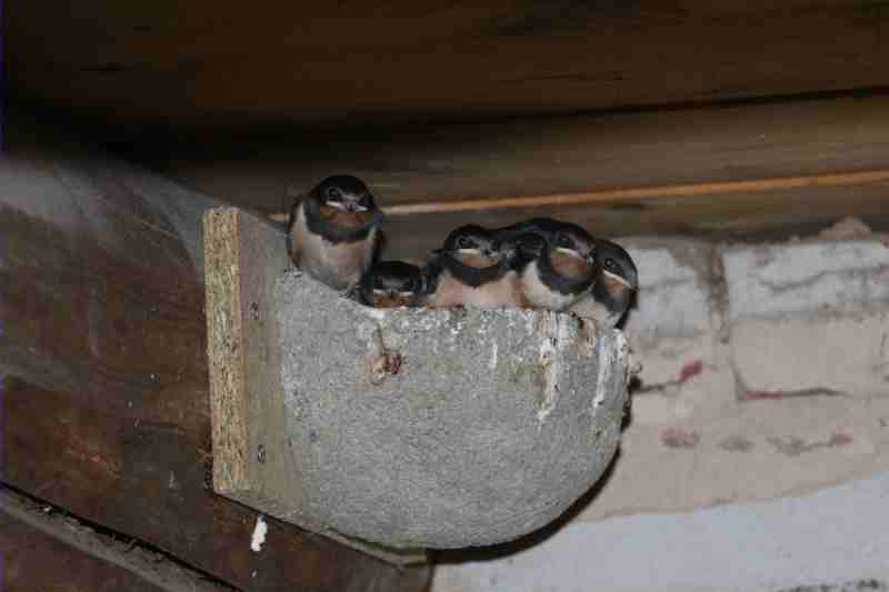 nest2.jpg