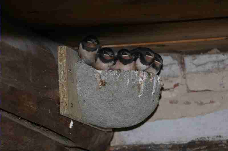 nest1.jpg