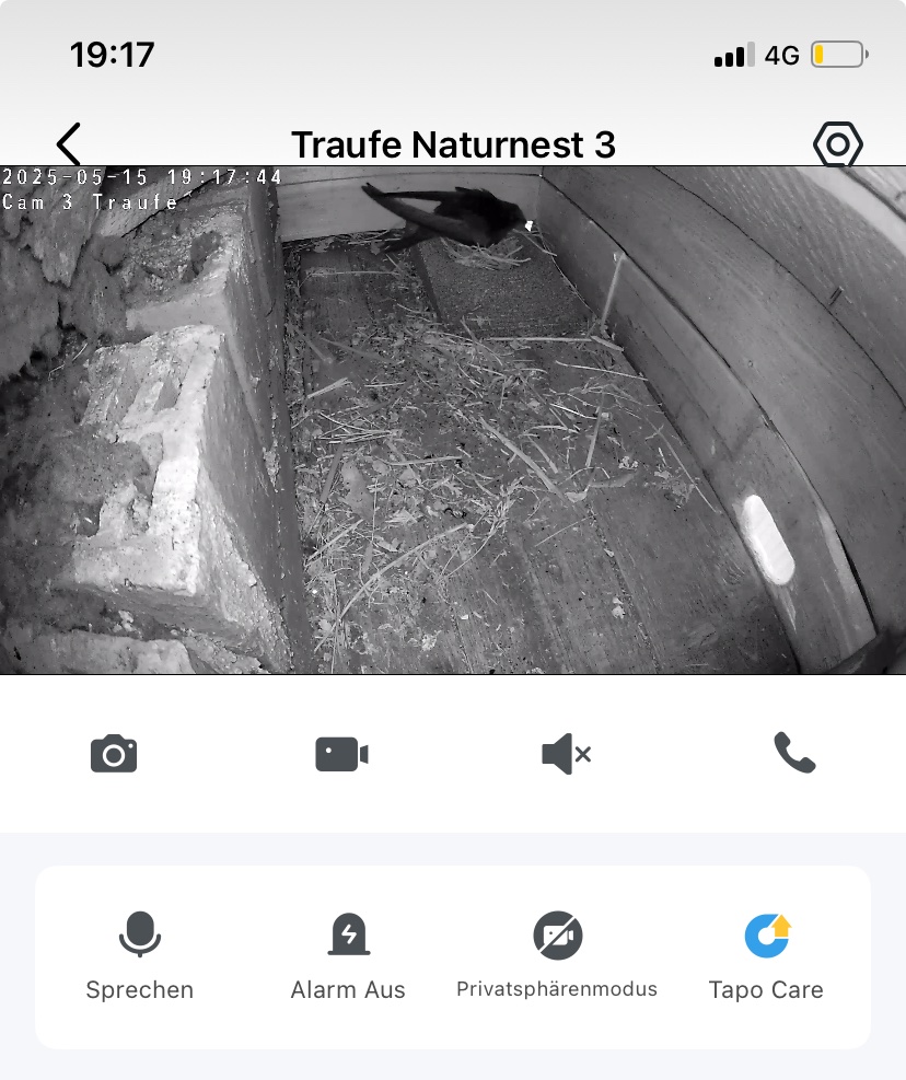 Traufeeinflug 3 - Nistmulde genutzt