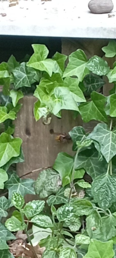Ihr Landeplatz, bevor sie im Inneren verschwindet.