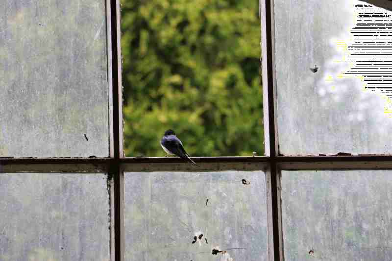 Fenster.jpg