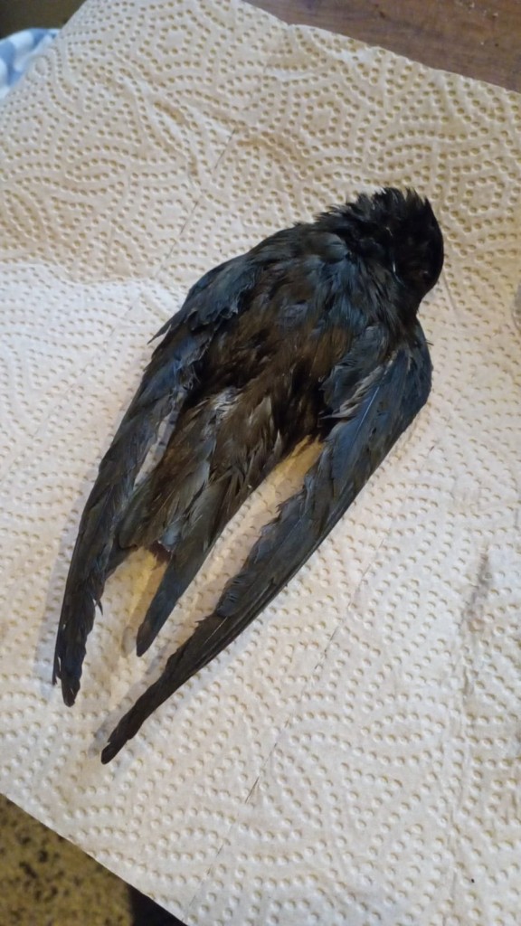 Mauersegler tot 1.jpg