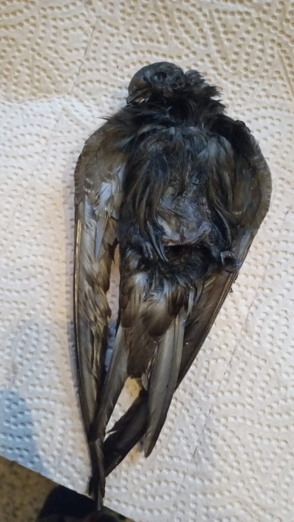 Mauersegler tot 2.jpg