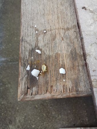 Ei_2025.05.18.jpg