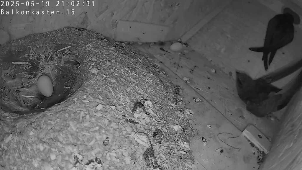 Nach über 10 Stunden noch immer im Nest - es könnte nun Normalität einkehren