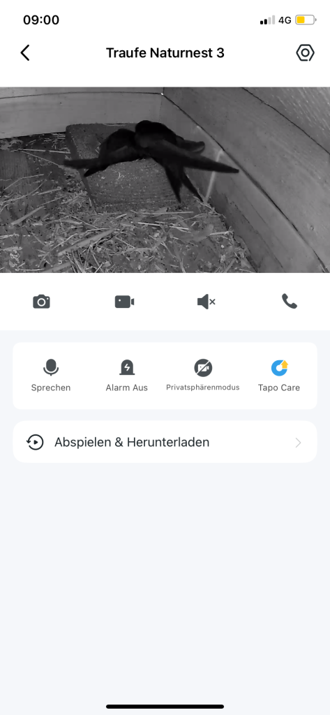 Nutzung Nistmulde tagsüber Traufeeinflug 3