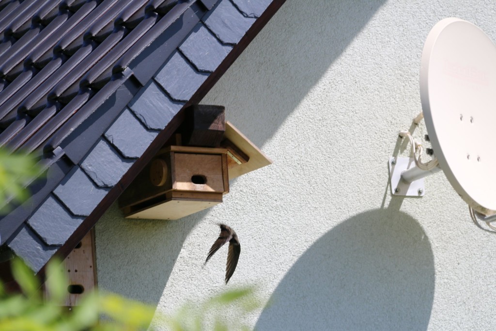 Segler beim Ausfliegen