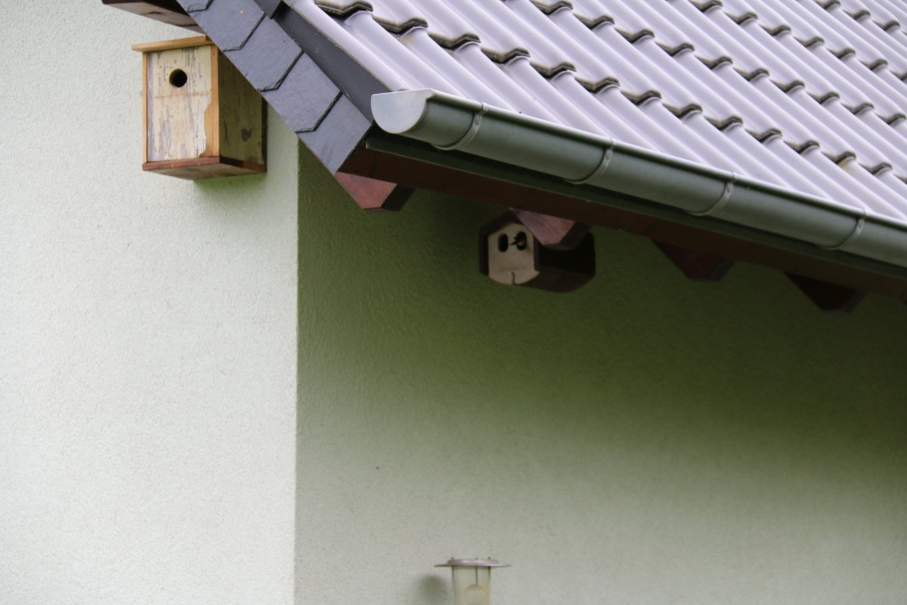 Gartenrotschwänzchen als Nachbarn