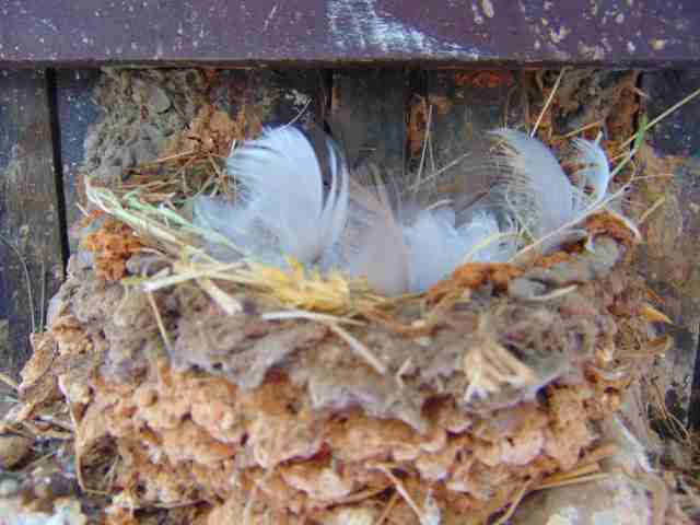 nest.JPG