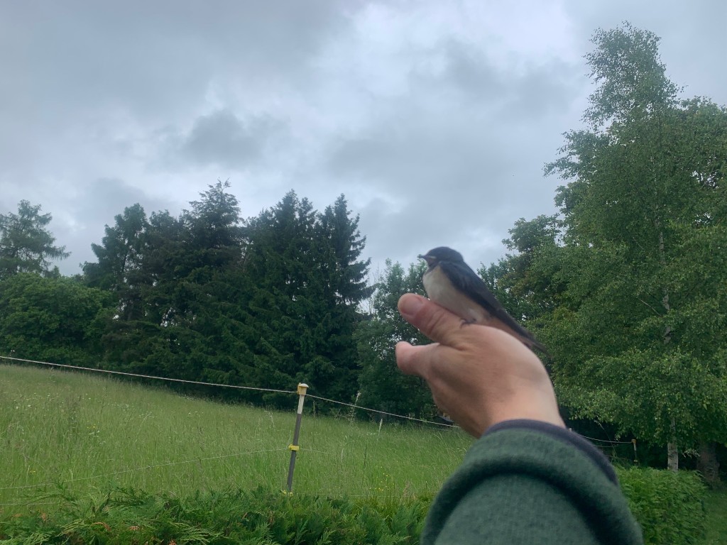 Abflug verunfallte Rauchschwalbe