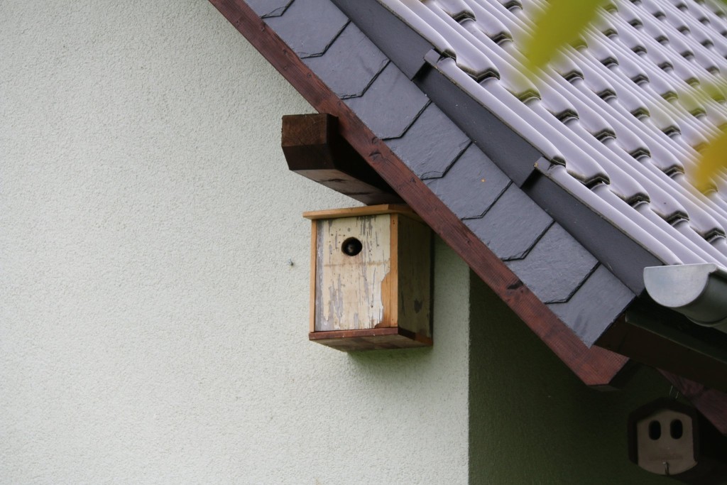 Segler im Starenkasten