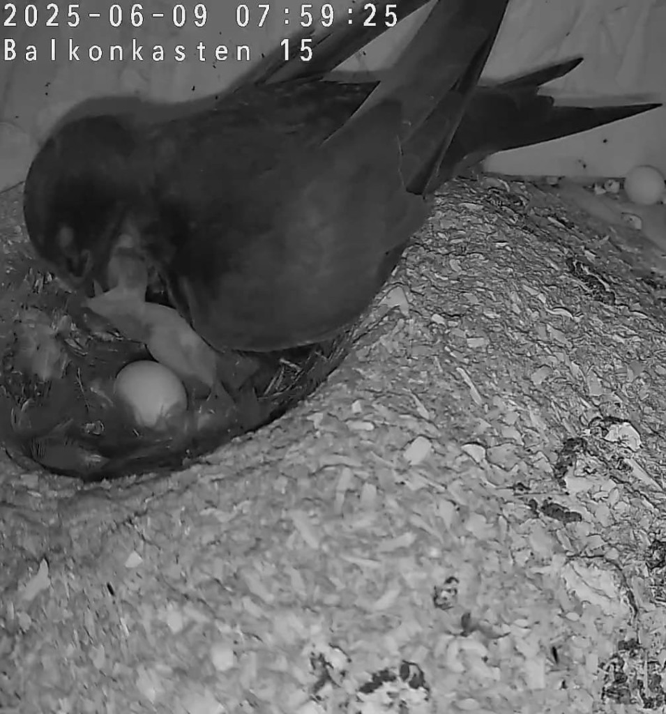 Der erste hat bereits Hunger: