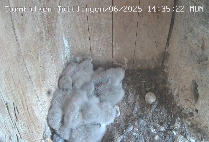 Turmfalken Tuttlingen-20250609_143939.jpg