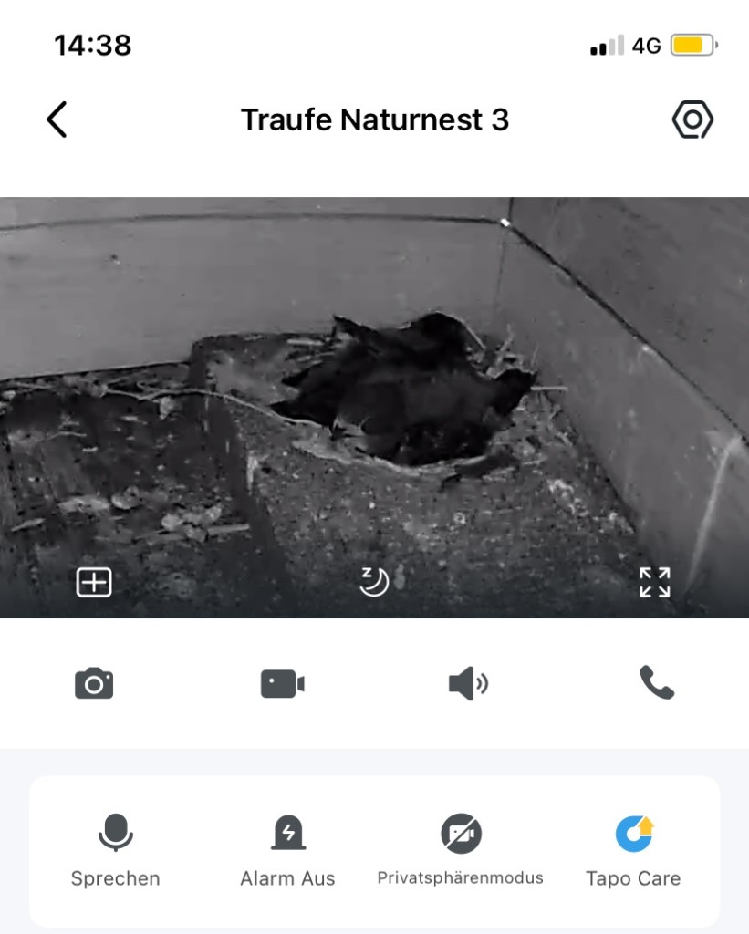 Geschwister Einflug 3 nach Entnahme Little
